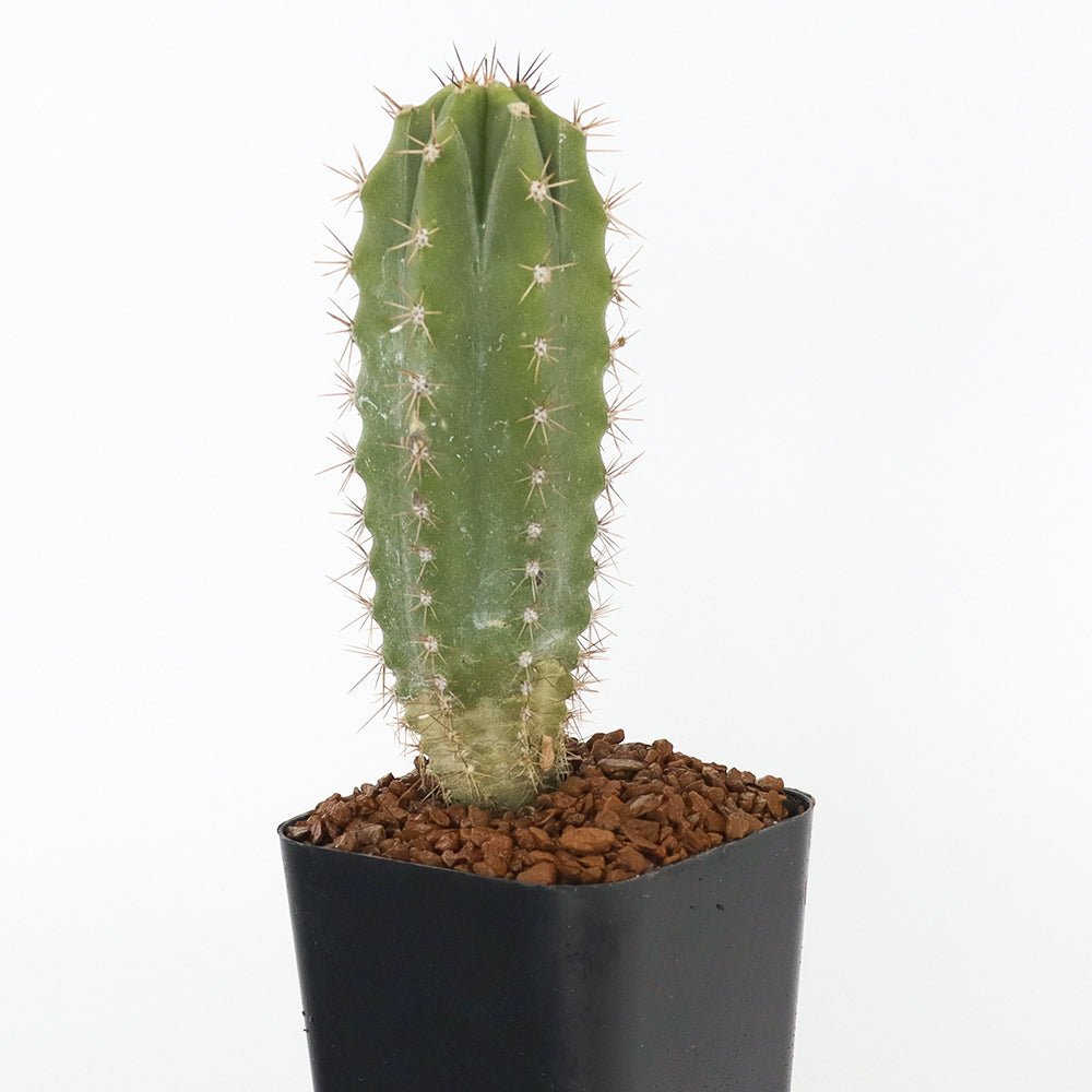 Columnar Cactus Kit - Cape Fear Cactus