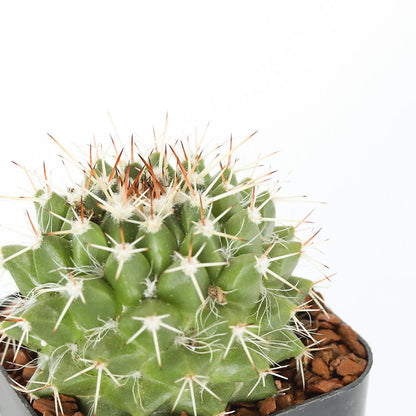 Golden Barrel Cactus - Cape Fear Cactus