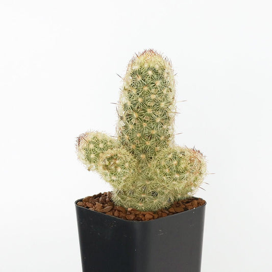 Lady Finger Mammilaria Cactus - Cape Fear Cactus