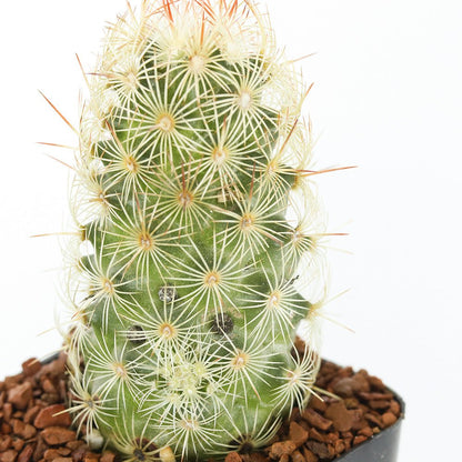 Lady Finger Mammilaria Cactus - Cape Fear Cactus