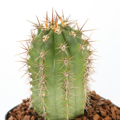 Pachanoid Cactus - Cape Fear Cactus