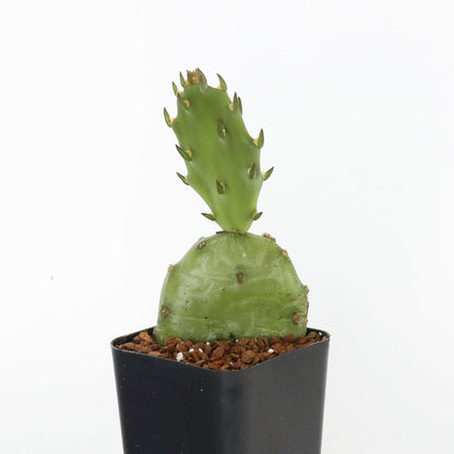 Prickly Pear Cactus Kit - Cape Fear Cactus