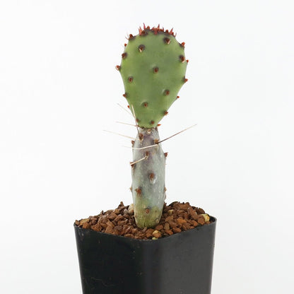 Prickly Pear Cactus Kit - Cape Fear Cactus